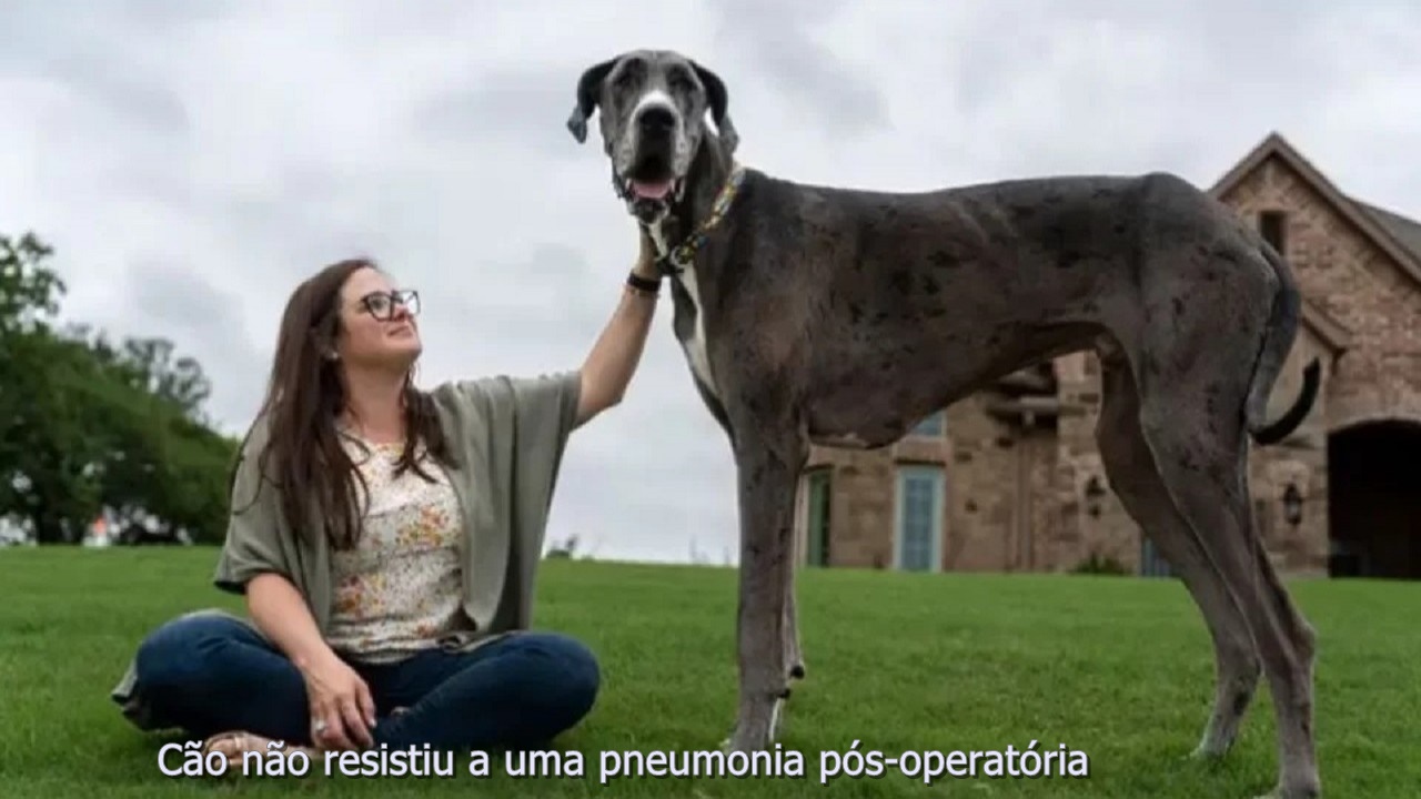 Morre cão mais alto do mundo